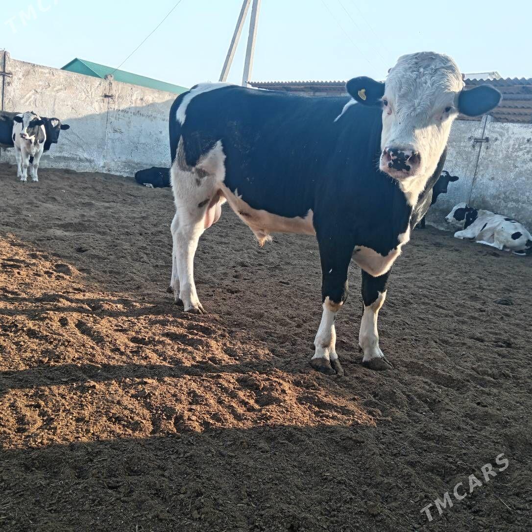 öküz - Aşgabat - img 3