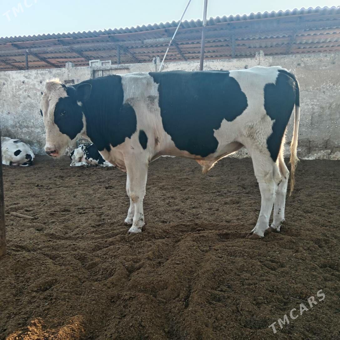 öküz - Aşgabat - img 4