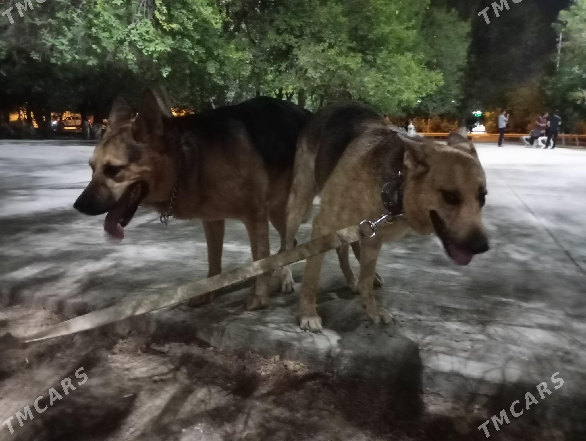 щенки немецкой овчарки - Ашхабад - img 2