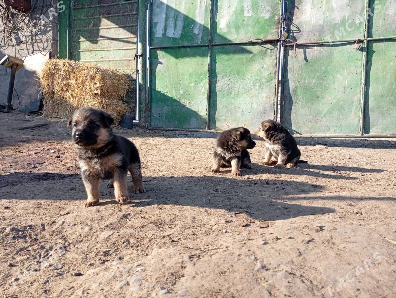 щенки немецкой овчарки - Ашхабад - img 4