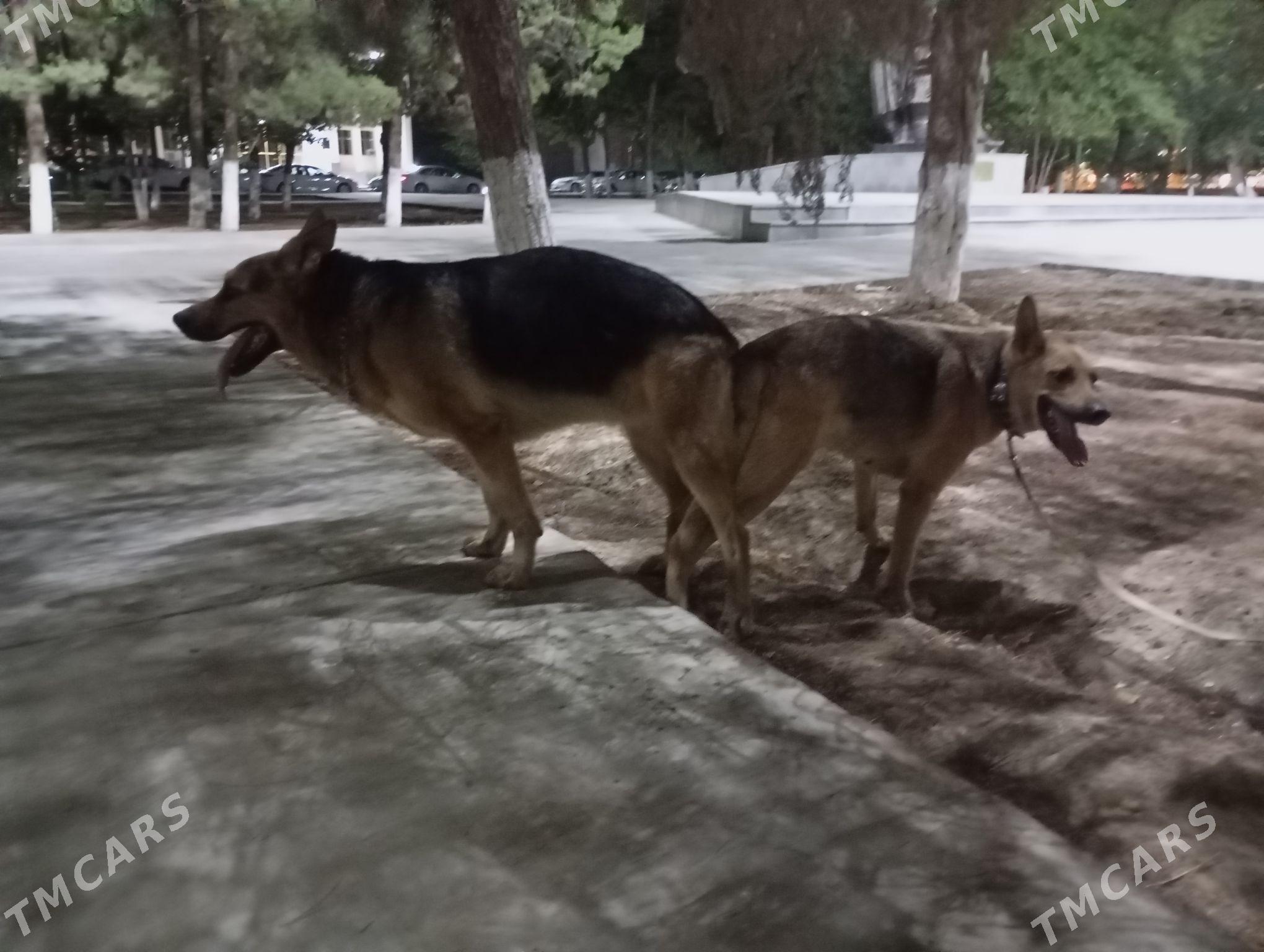 щенки немецкой овчарки - Ашхабад - img 3