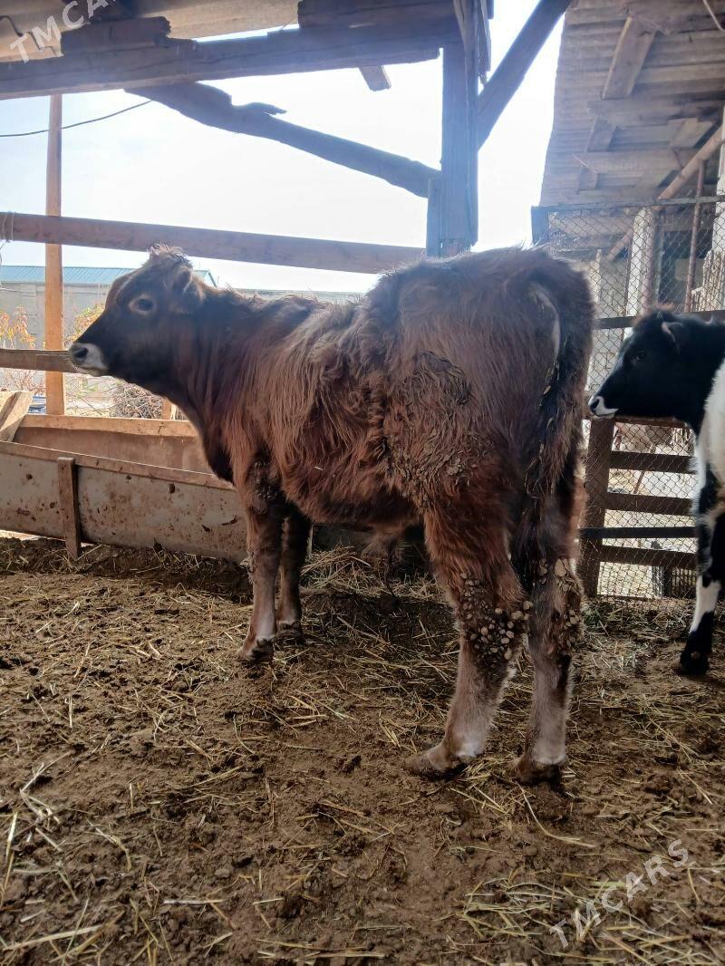 okuz swes - Бузмеин - img 2