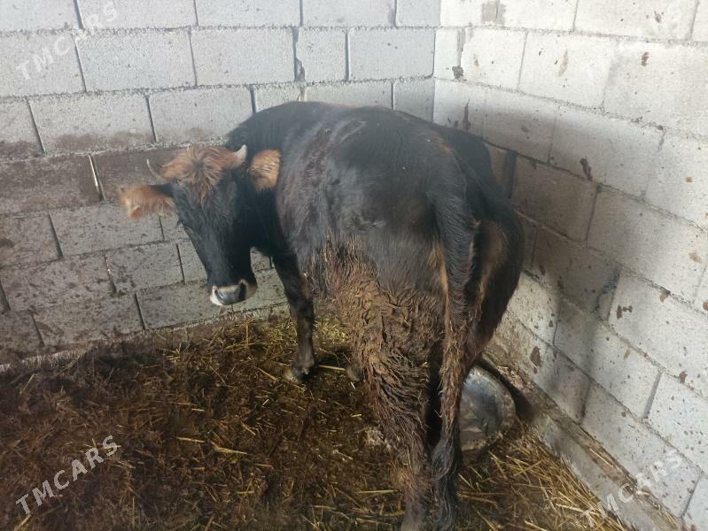 tuwe sygyr gole - Çoganly - img 2