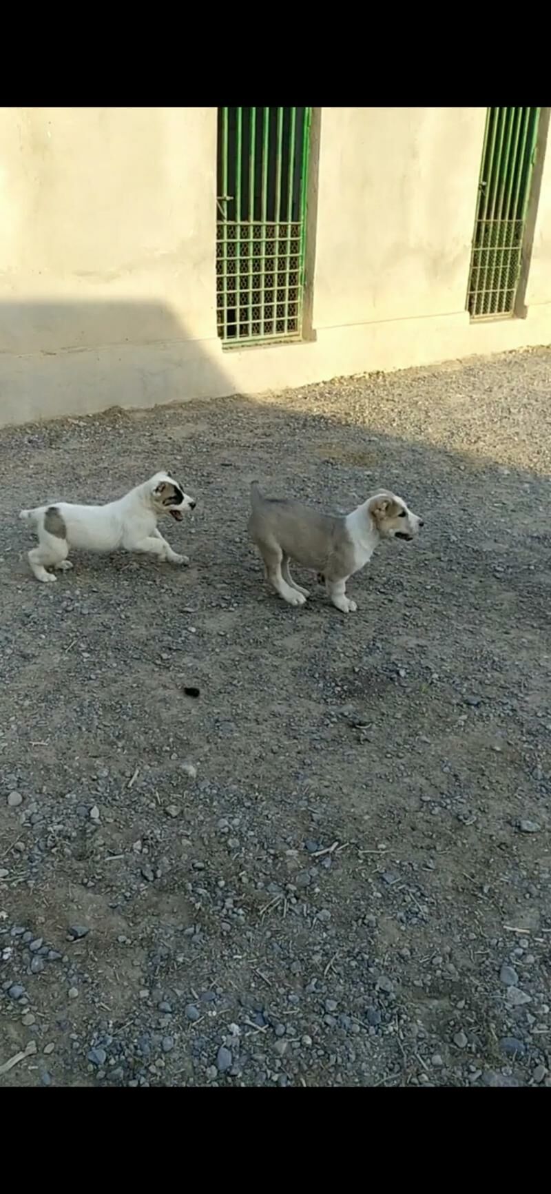 alabay tohum erkek güjük - Aşgabat - img 2