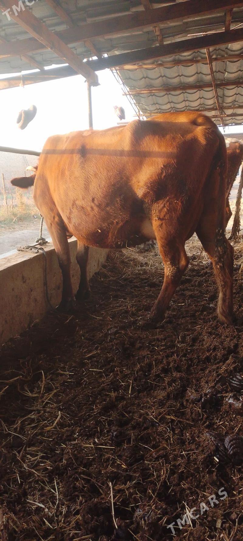 saglyk sygyr - Türkmenabat - img 1