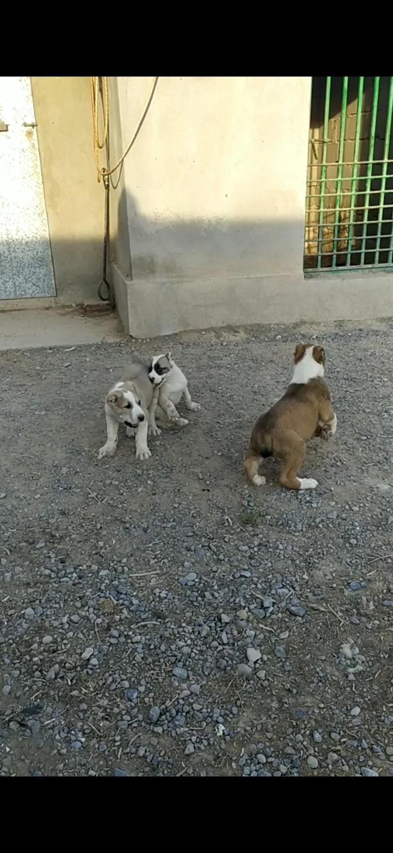 alabay tohum erkek güjük - Aşgabat - img 4