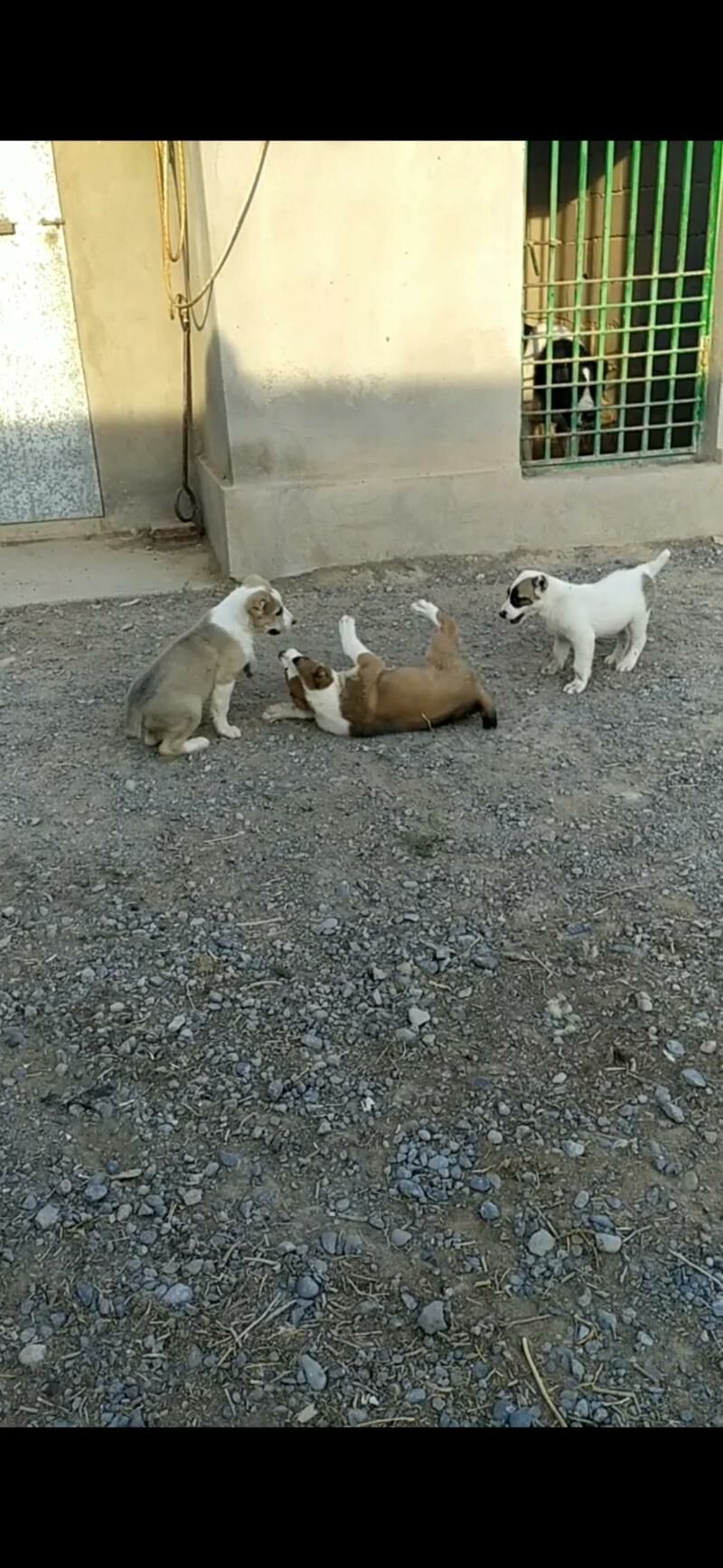 alabay tohum erkek güjük - Aşgabat - img 6