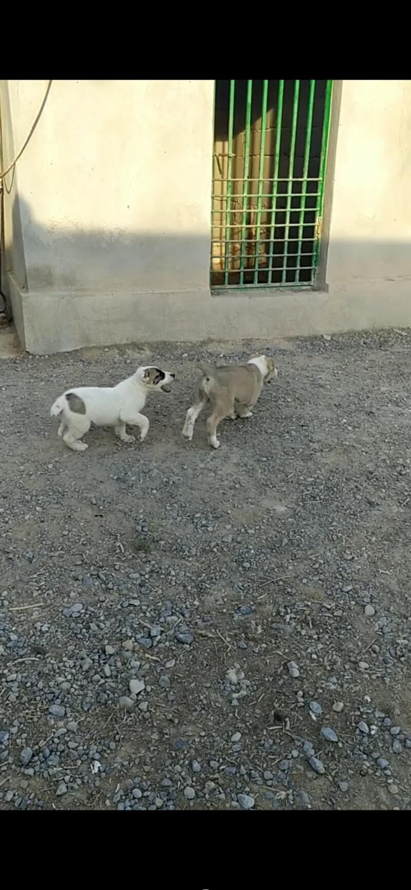 alabay tohum erkek güjük - Aşgabat - img 3