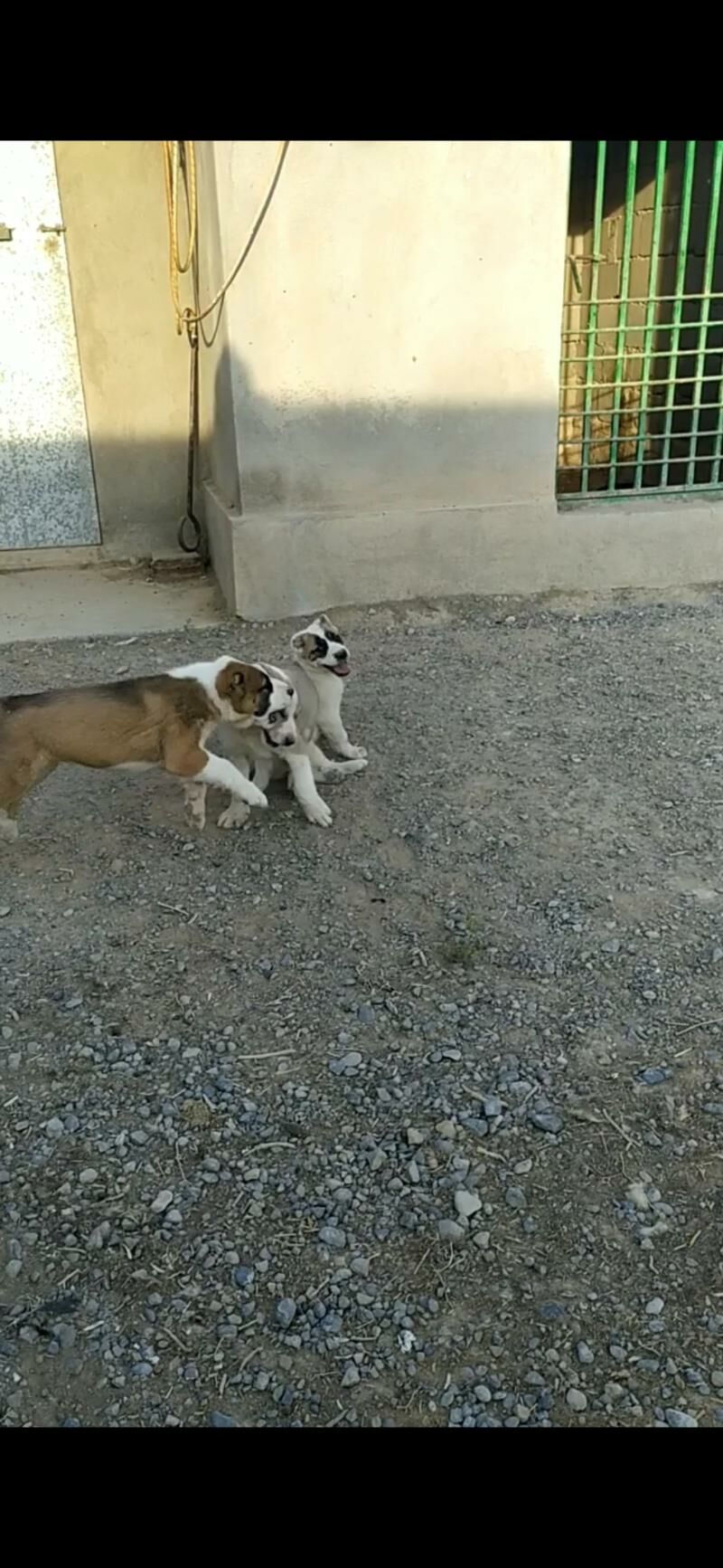 alabay tohum erkek güjük - Aşgabat - img 5