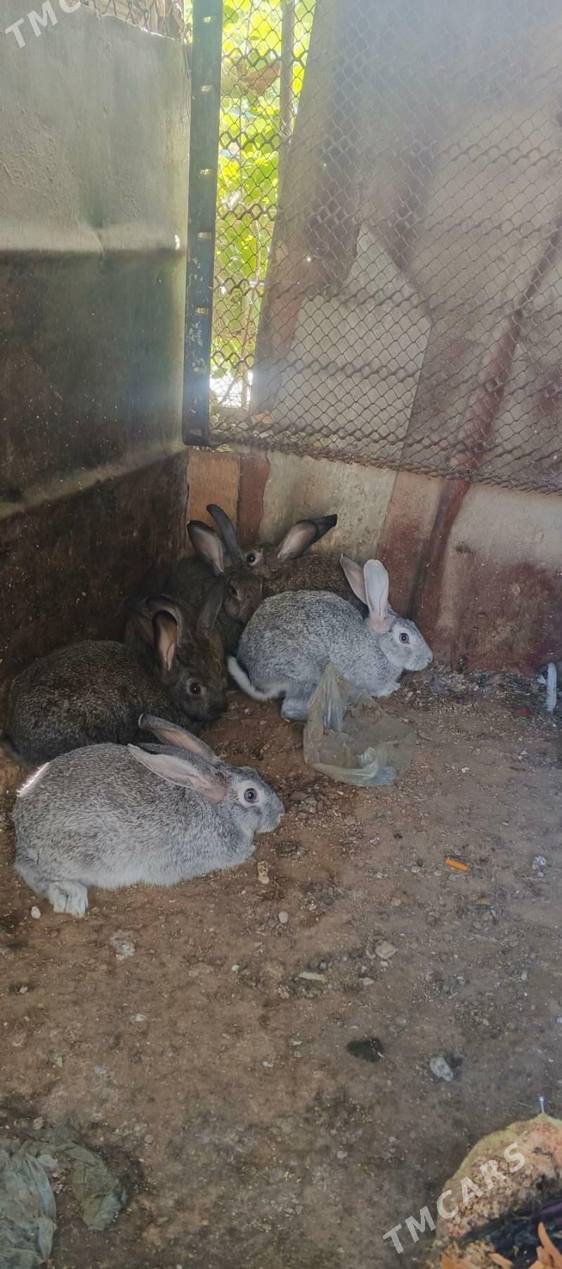 towsan кролики - Балканабат - img 3
