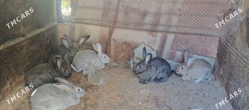 towsan кролики - Балканабат - img 2