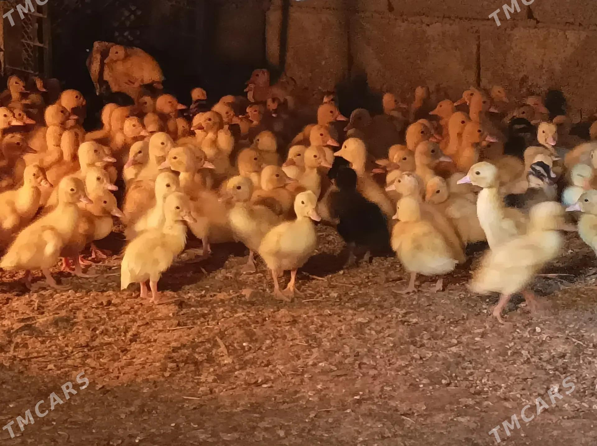 zakaz alyas - Анев - img 2