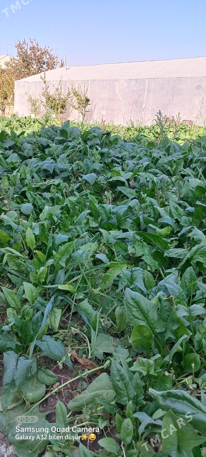 Smanak - Мары - img 3