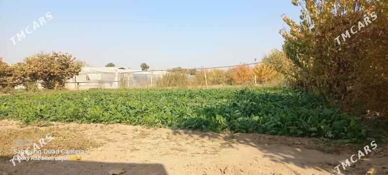 Smanak - Мары - img 1