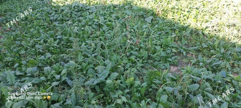 Smanak - Мары - img 2