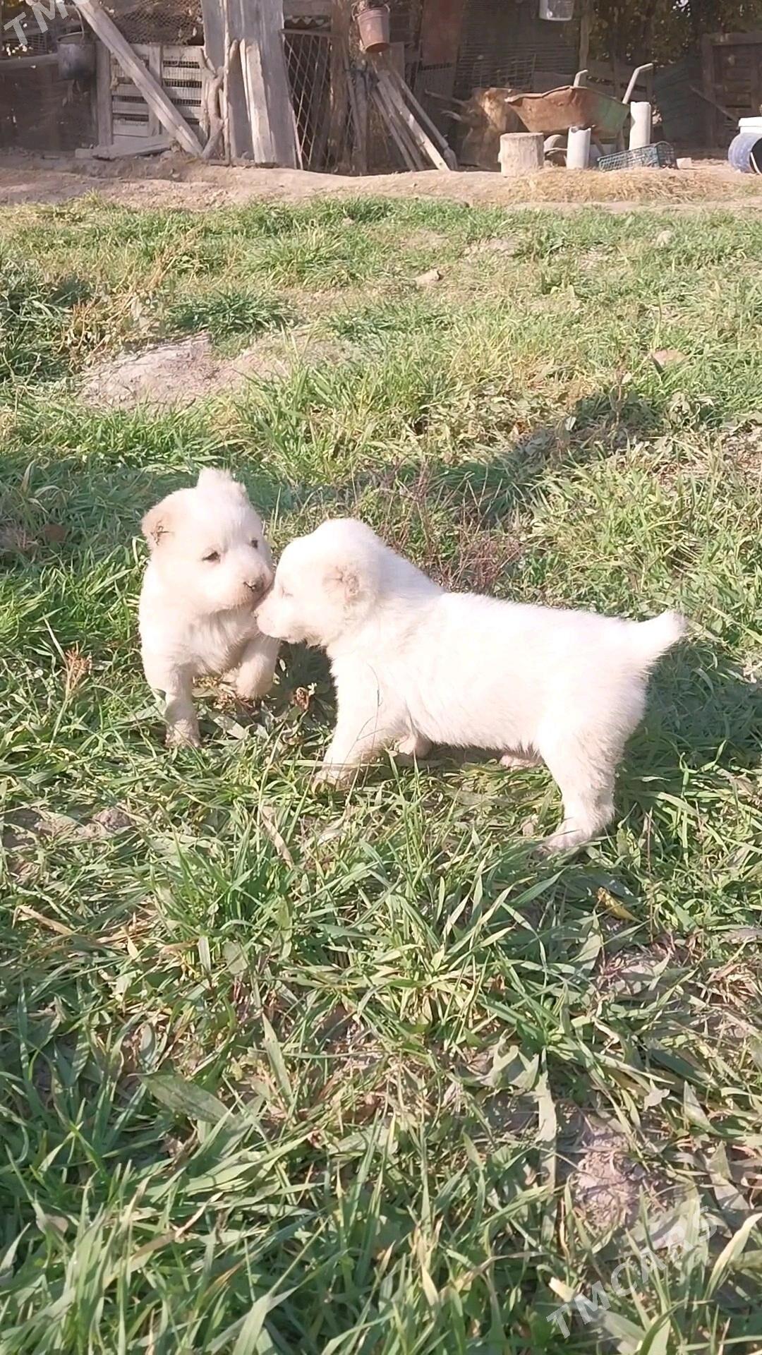 türkmen güjik - Гёкдепе - img 1