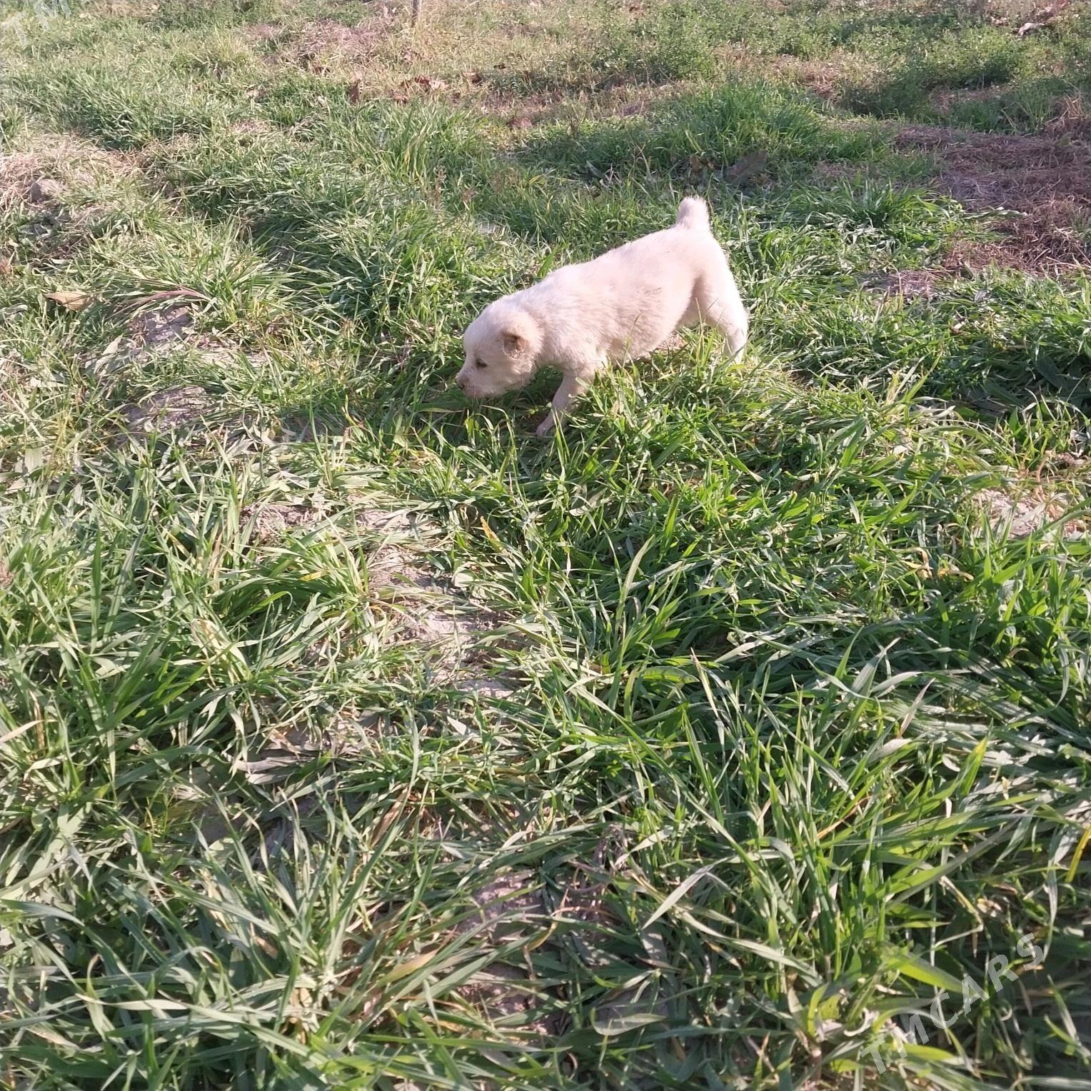 türkmen güjik - Гёкдепе - img 3