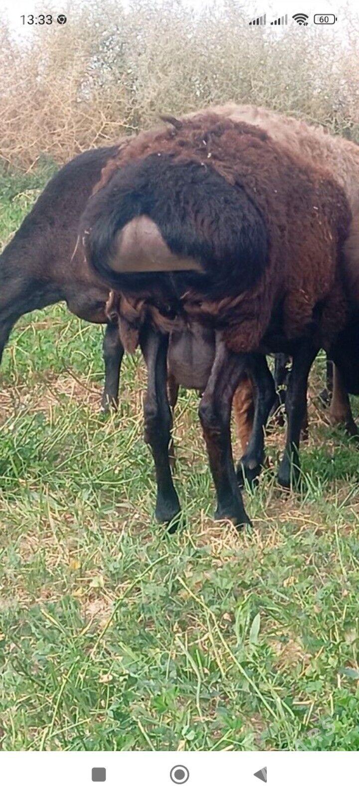 gisar goc - Aşgabat - img 2