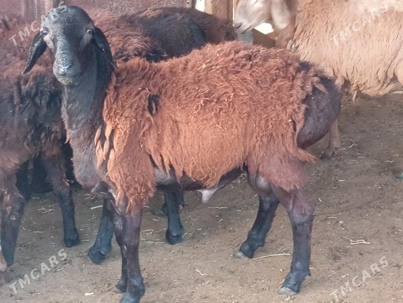 gisar goc - Aşgabat - img 3