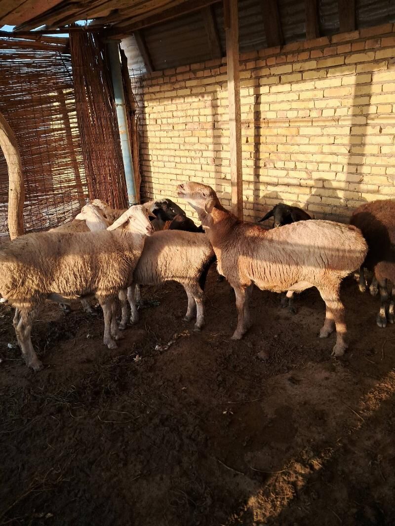 gisar goyunlar - Чарджоу - img 3