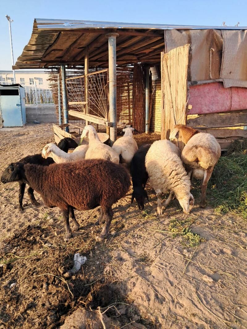 gisar goyunlar - Чарджоу - img 4