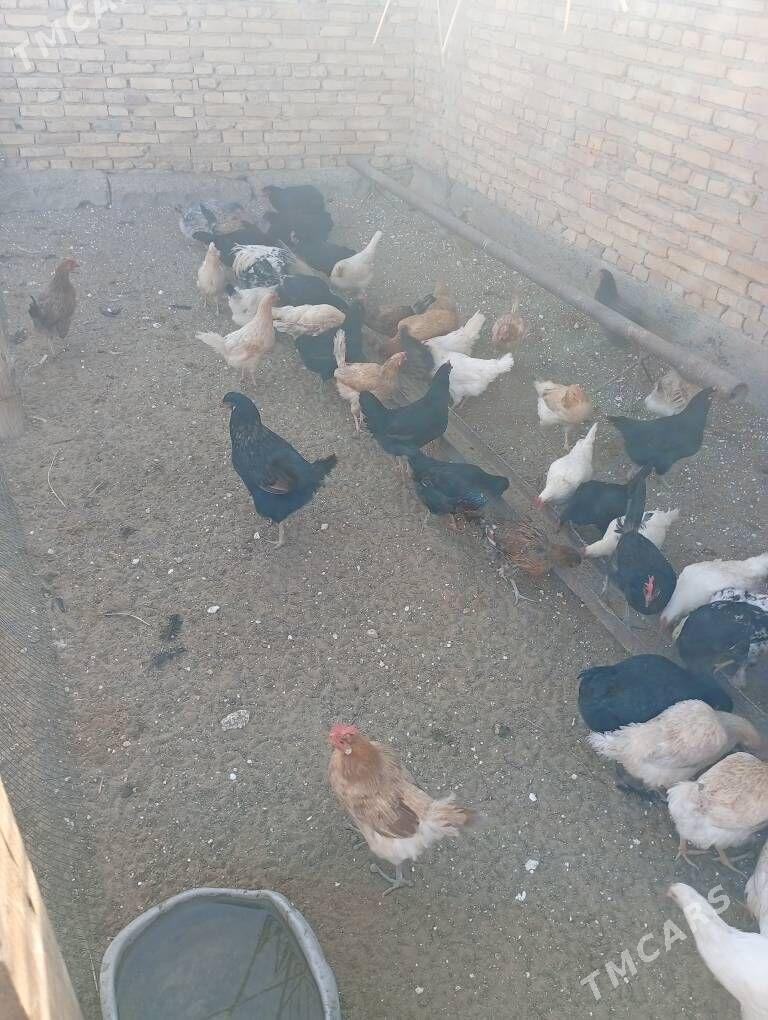 tovuk - Seýdi - img 1