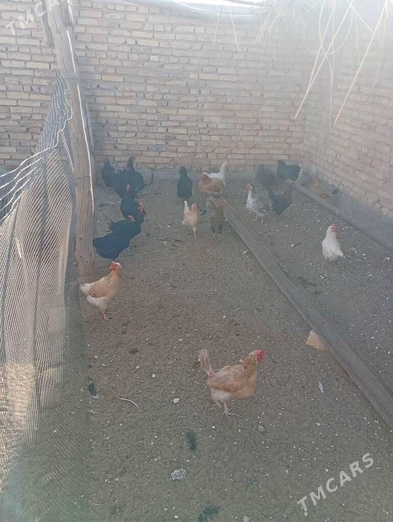 tovuk - Seýdi - img 7