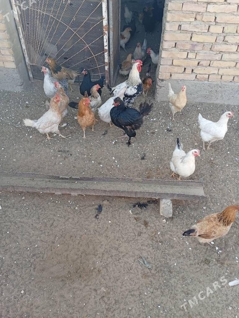 tovuk - Seýdi - img 5