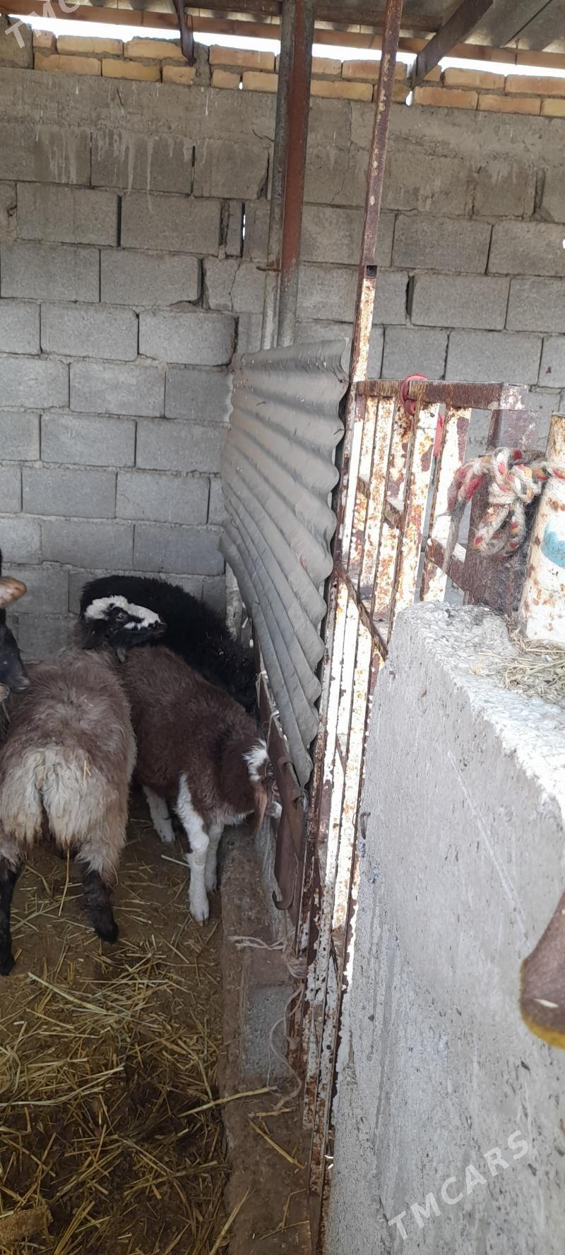 goyun tokly - Gökdepe - img 2