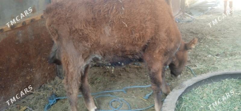 unajyn - Çärjew - img 3