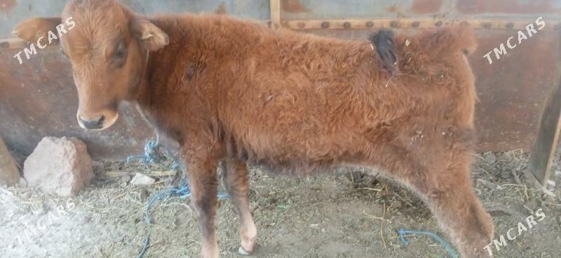 unajyn - Çärjew - img 2