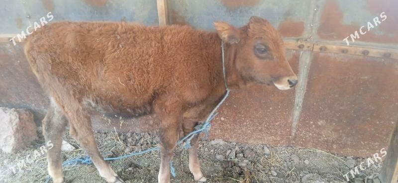 unajyn - Çärjew - img 4