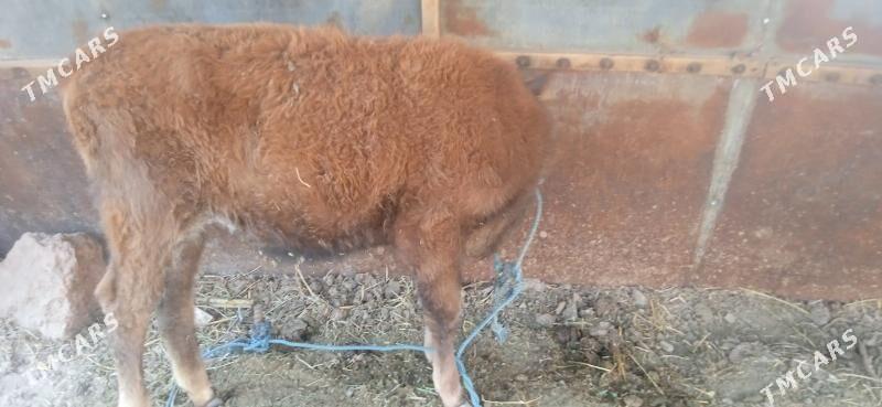 unajyn - Çärjew - img 5