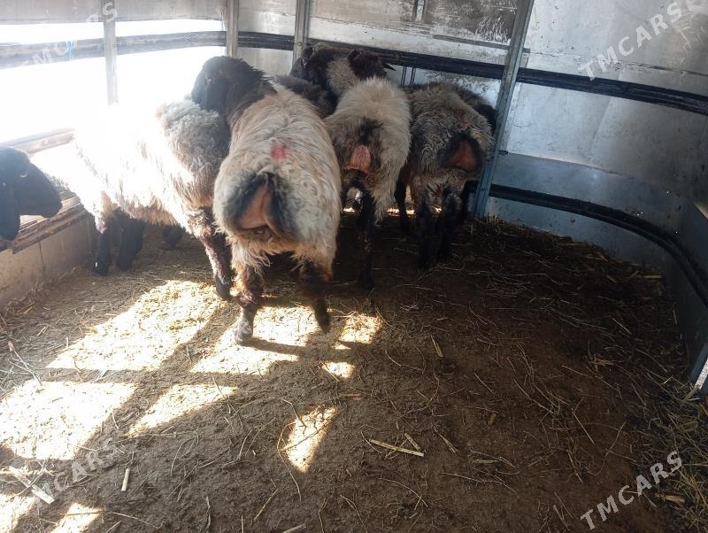 issek goyun tokly - Ашхабад - img 1