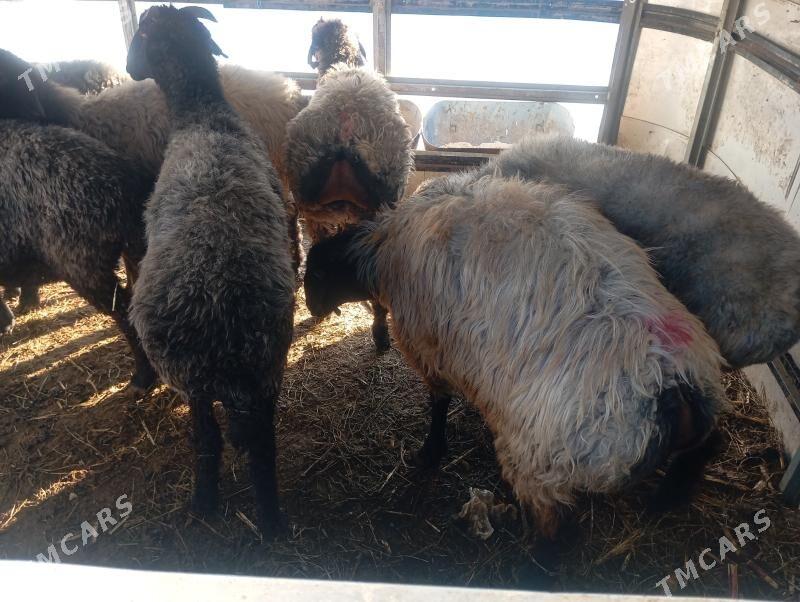 issek goyun tokly - Ашхабад - img 6