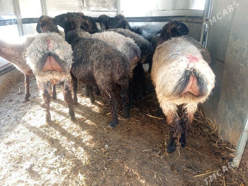 issek goyun tokly - Ашхабад - img 3