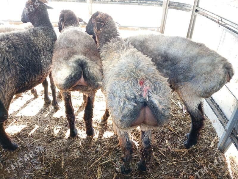 issek goyun tokly - Ашхабад - img 5