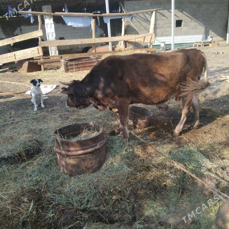 Bakylan sygyr - Gökdepe - img 2