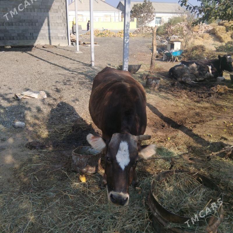 Bakylan sygyr - Gökdepe - img 3