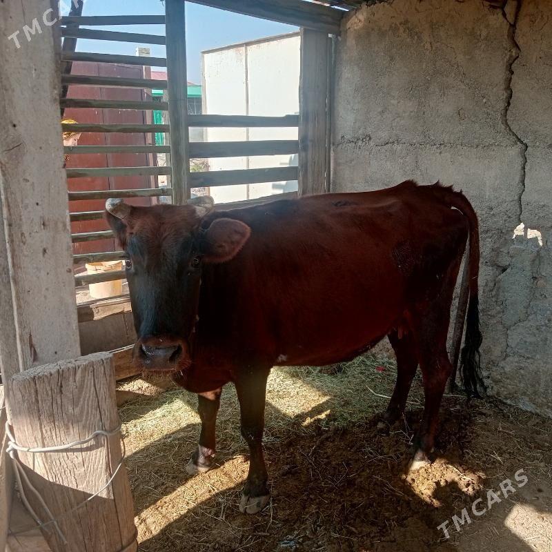 Sygyr - Ýaşlyk - img 2