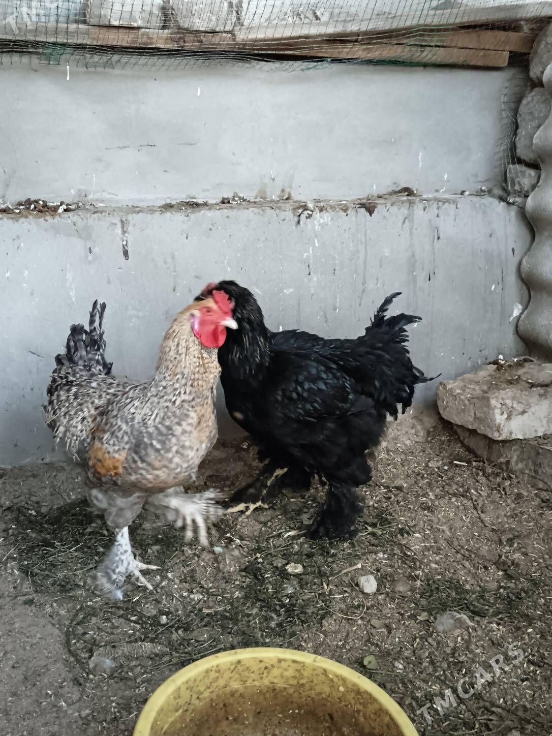 Horaz Brama Dominat 8 ay - Bagyr - img 2