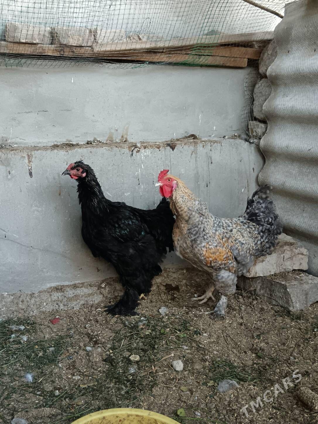 Horaz Brama Dominat 8 ay - Bagyr - img 7