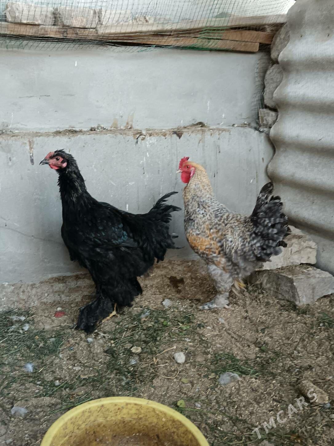 Horaz Brama Dominat 8 ay - Bagyr - img 3