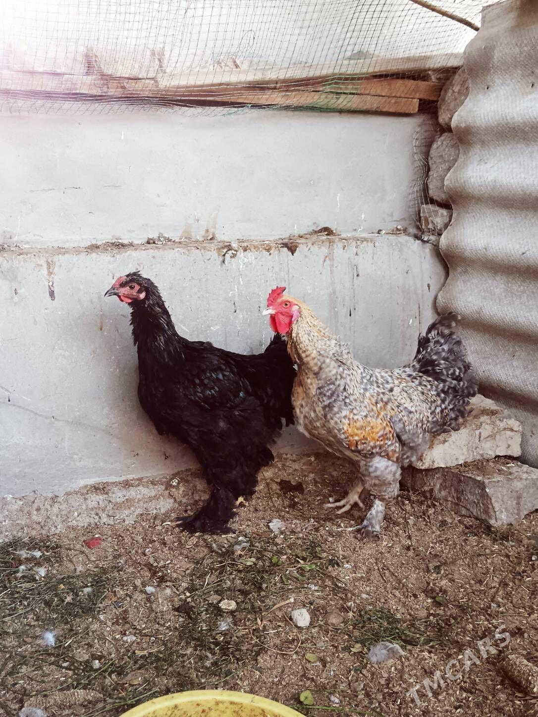 Horaz Brama Dominat 8 ay - Bagyr - img 6