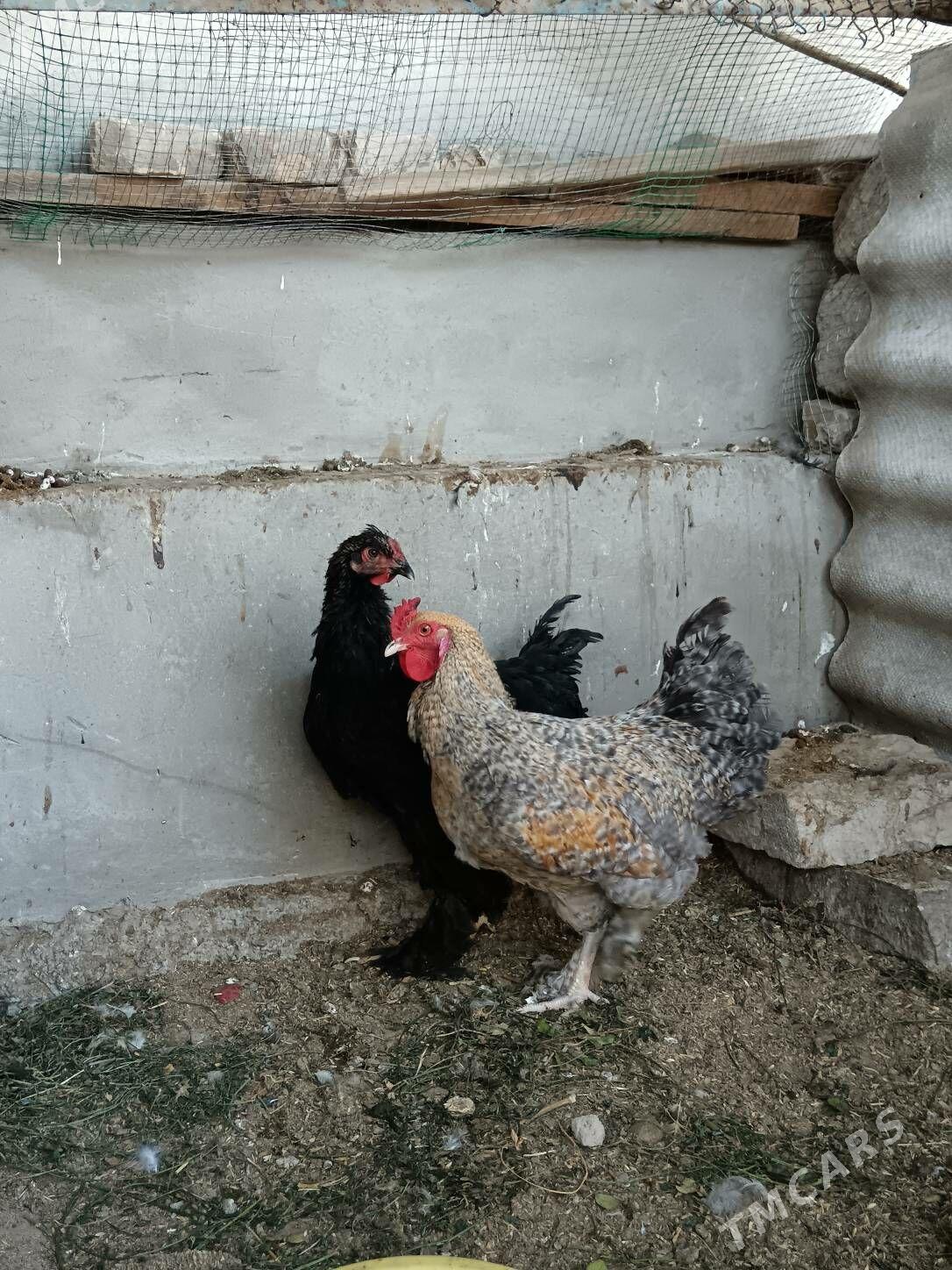 Horaz Brama Dominat 8 ay - Bagyr - img 4