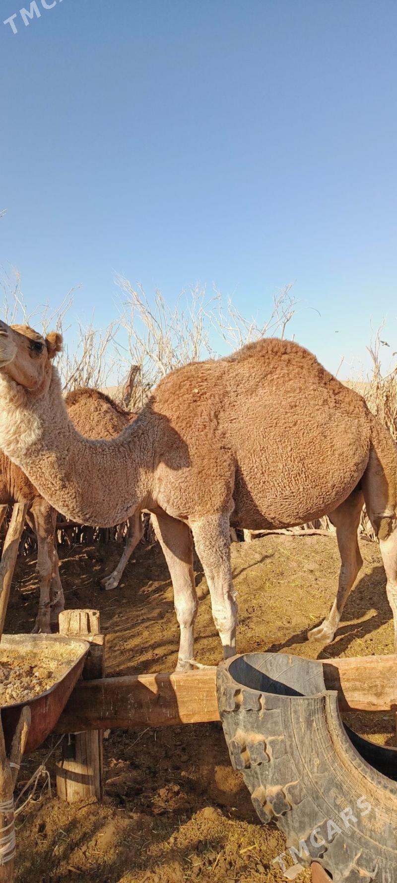 düýe - Бахарден - img 3