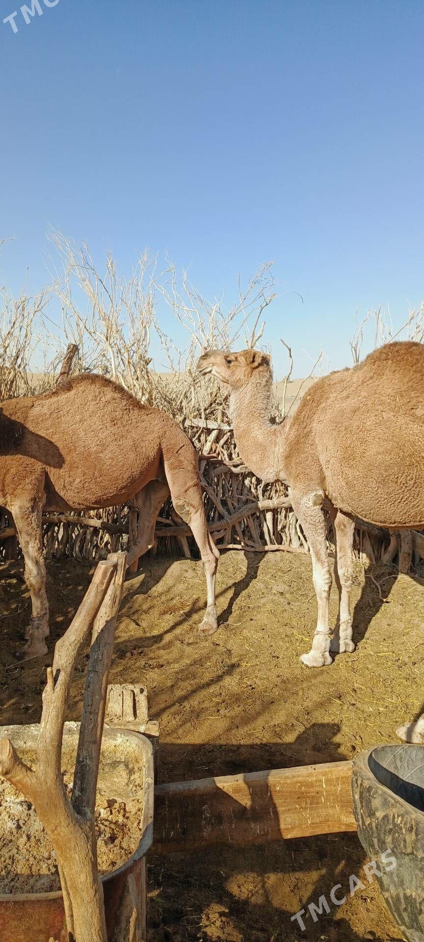 düýe - Бахарден - img 2