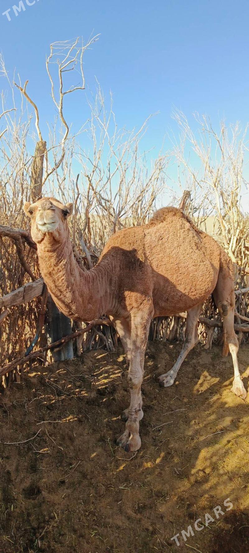 düýe - Бахарден - img 4