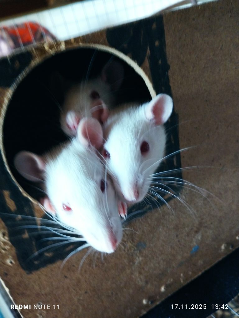 декоративные крысята - Мары - img 5