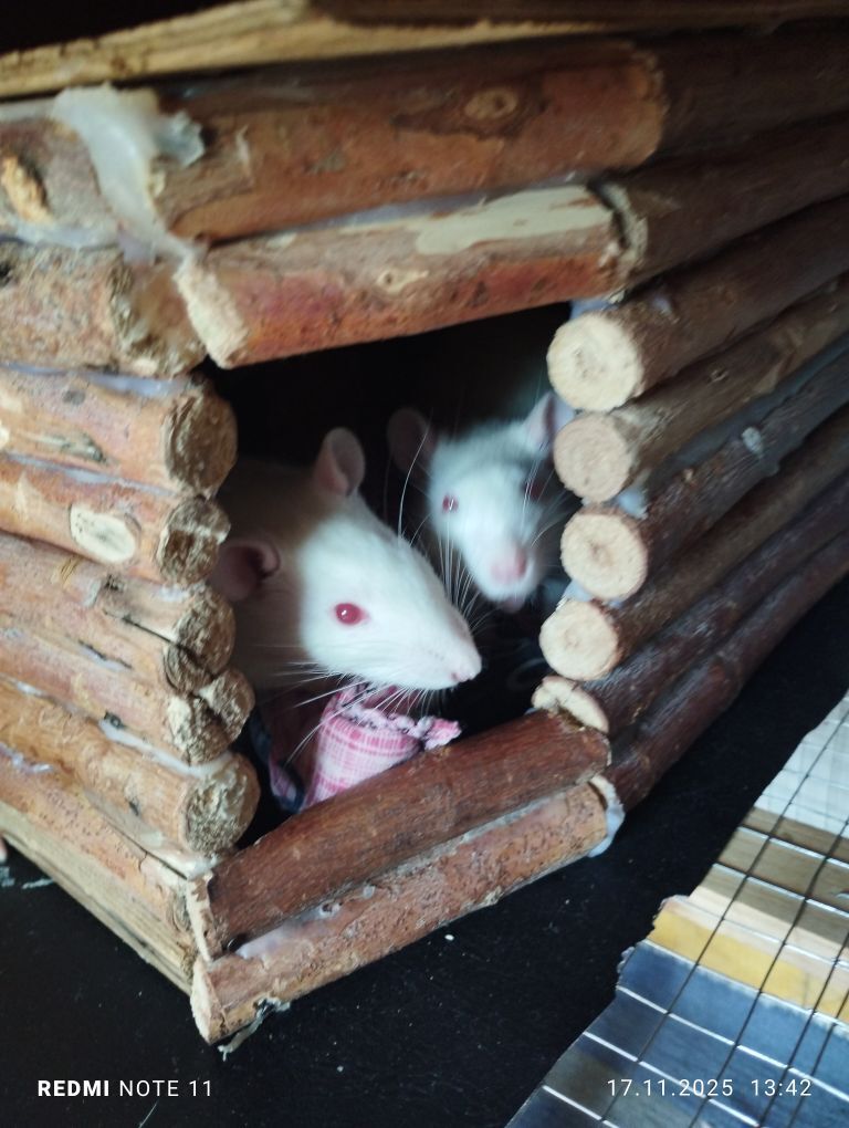 декоративные крысята - Мары - img 6